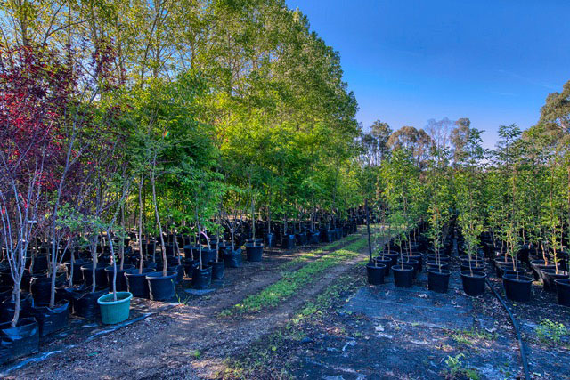 Long Established Wholesale Nursery – SOLD