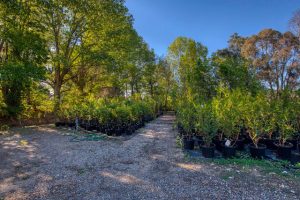 Long Established Wholesale Nursery